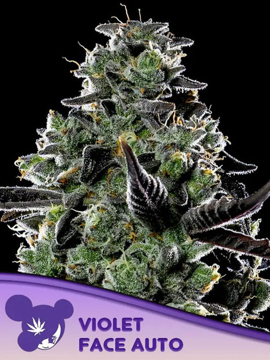 Anesia Seeds Violet Face automatic Hanfsamen