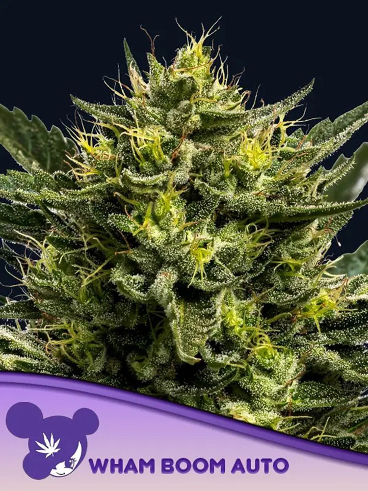 Anesia Seeds Violet Face automatic Hanfsamen