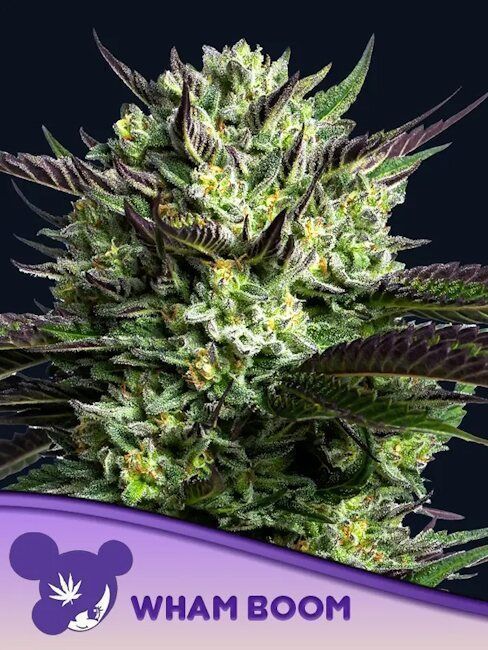 Anesia Seeds WHAM BOOM Feminisierte Cannabis Blüte