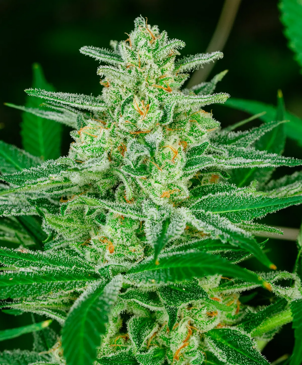 Atlas Seeds Blue Dream Automatic Hanfsamen