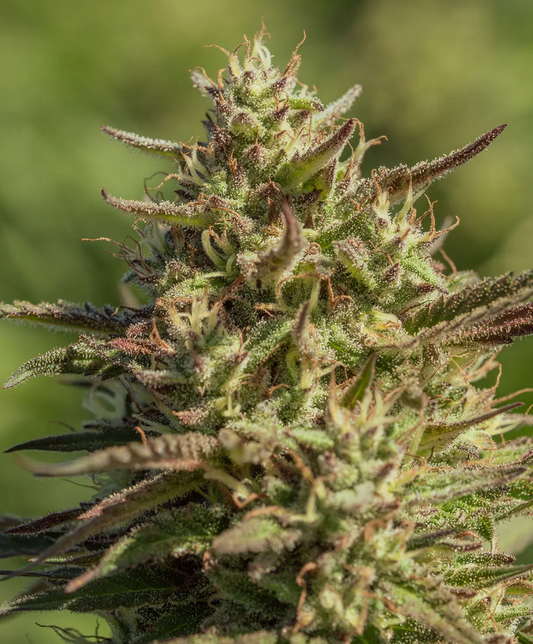 Chingona Fast feminisierte Cannabissamen