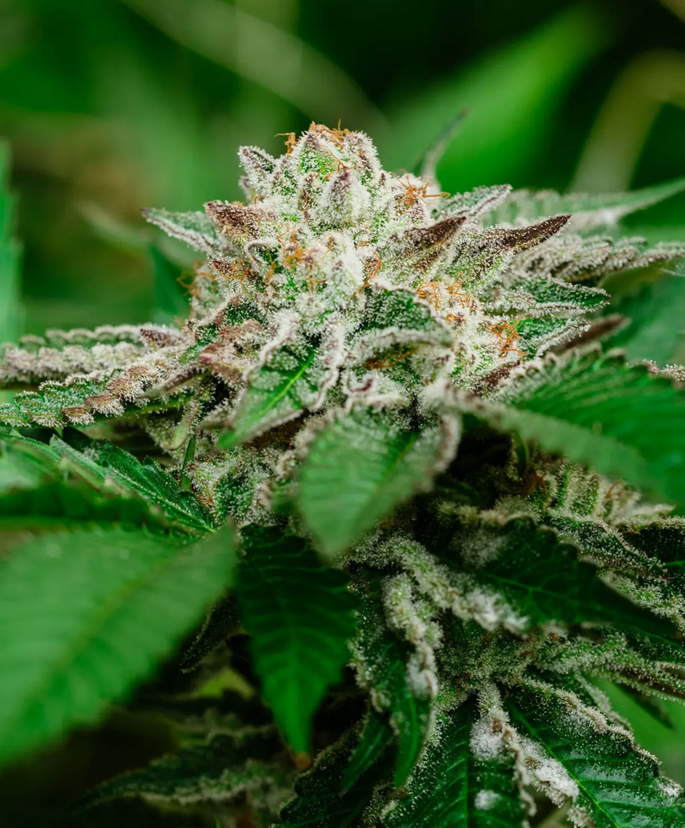 Cosmic Crashers feminisierte Cannabissamen