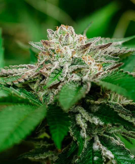 Cosmic Crashers feminisierte Cannabissamen