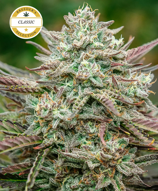 Face Fat Automatic Cannabissamen