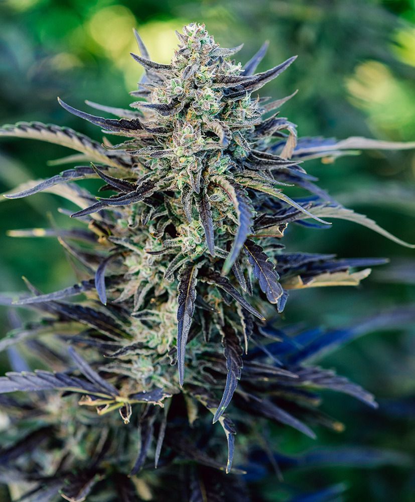 Atlas Seed Fog Dog Automatic Hanfsamen Cannabisblüte