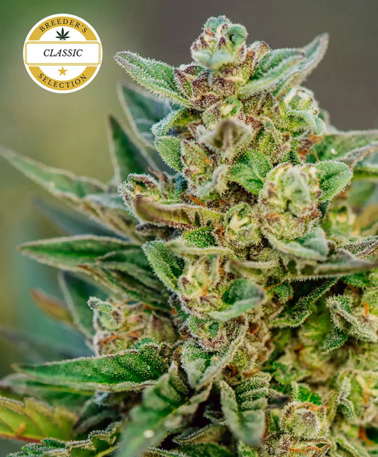 Froot by the Foot Automatic Cannabissamen