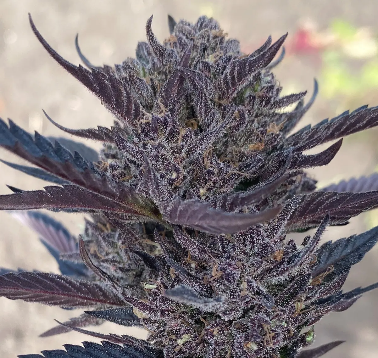 Atlas Seeds GMO Automatic Hanfsamen