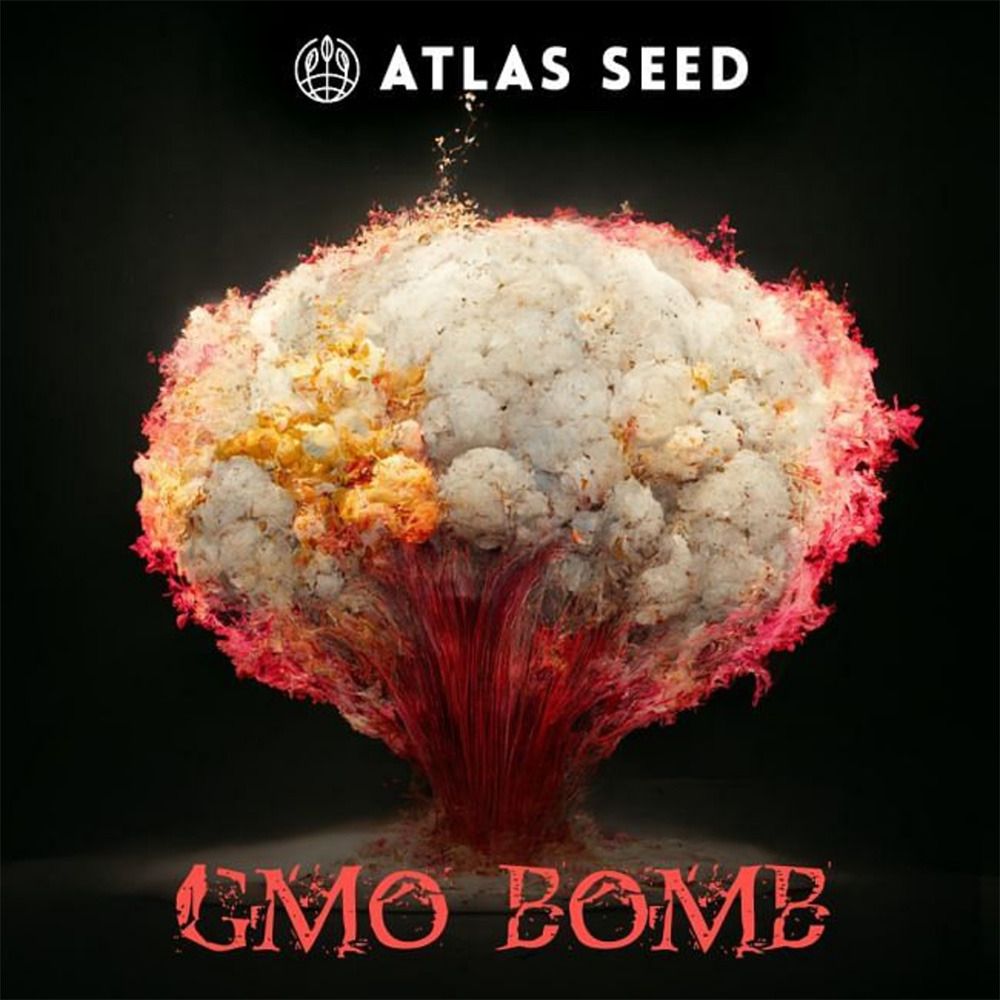 Atlas Seeds GMO BomB Fast Feminisierte Hanfsamen