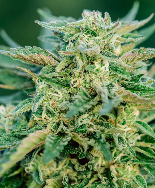 Atlas Seeds Grease Gun Automatic Hanfsamen