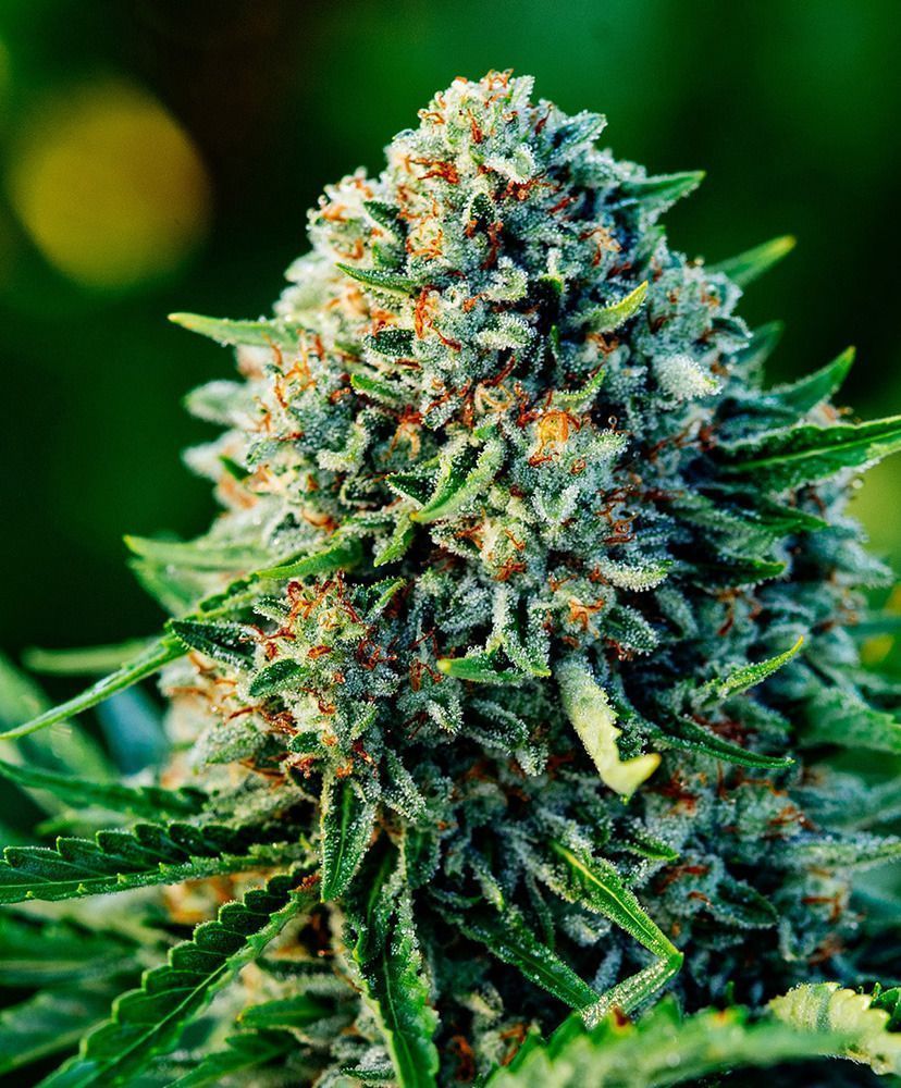 Humboldt Seed Gummibears Automatic Hanfsamen Cannabisblüte