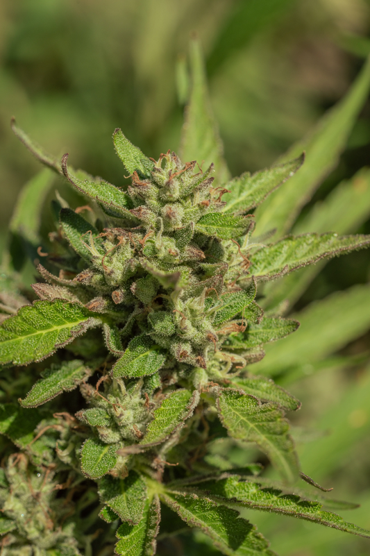 Mendo Breath feminisierte Cannabissamen