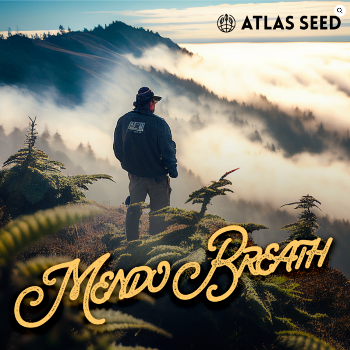 Atlas Seeds Mendo Breath Feminisierte Hanfsamen