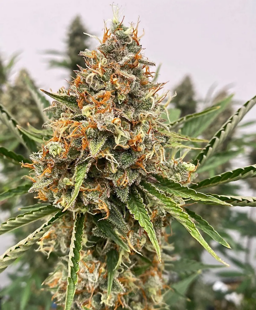 Mendo Butter feminisierte Cannabissamen