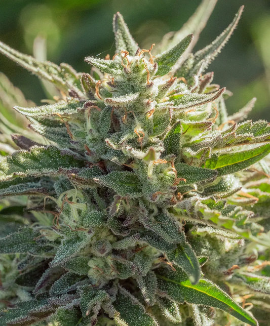 Mythic Cheetah Fast feminisierte Cannabissamen