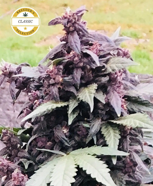 Atlas Seeds Purple Star Automatic Hanfsamen