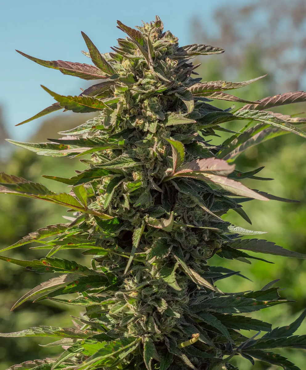 Snow Panda Fast feminisierte Cannabissamen