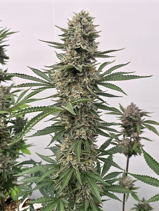 Space Panda feminisierte Cannabissamen