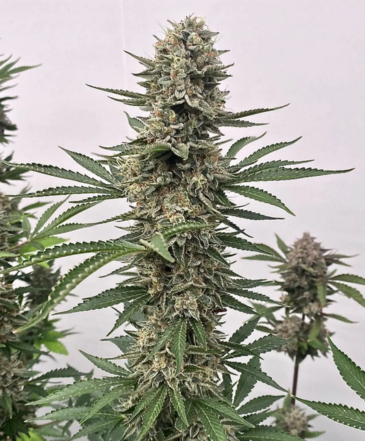 Atlas Seeds Tahoe Cookies Automatic Hanfsamen