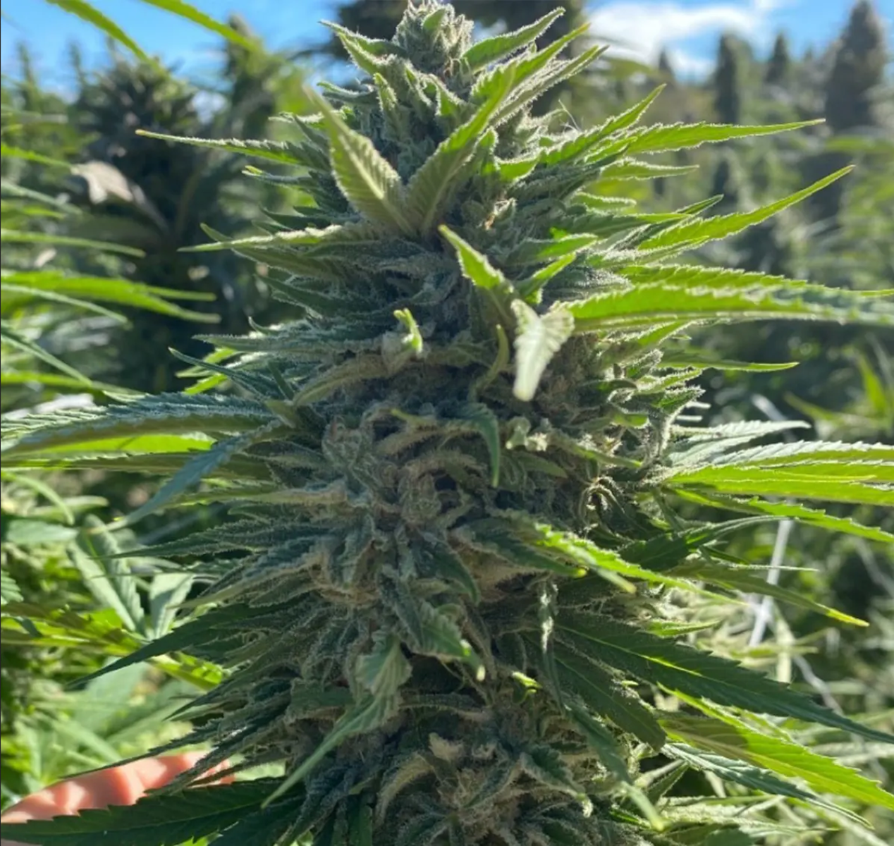Atlas Seeds Wedding Cake Auto Feminisierte Hanfsamen