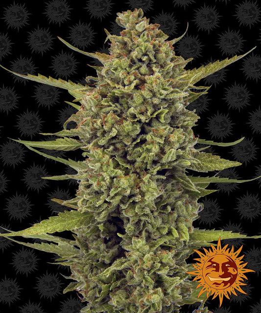 Acapulco Gold feminisierte Cannabissamen