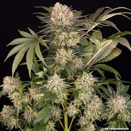 AK47 feminisierte Cannabissamen