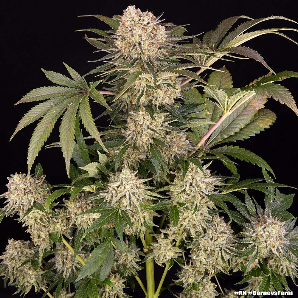 AK47 feminisierte Cannabissamen