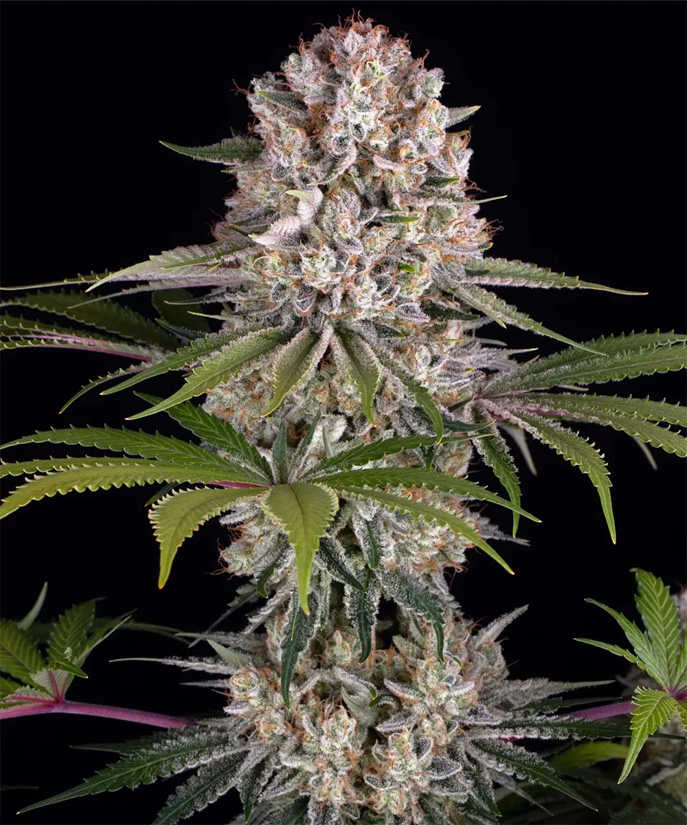 Barneys Farm Amnesia Haze Feminisierte Hanfsamen
