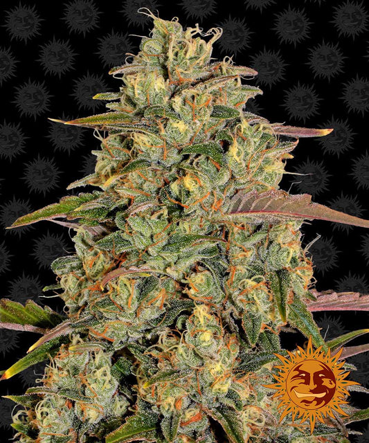 Amnesia Lemon feminisierte Cannabissamen