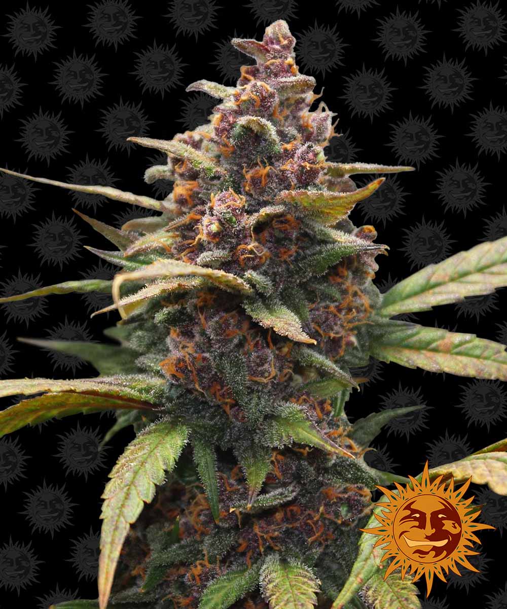 Ayahuasca Purple feminisierte Cannabissamen
