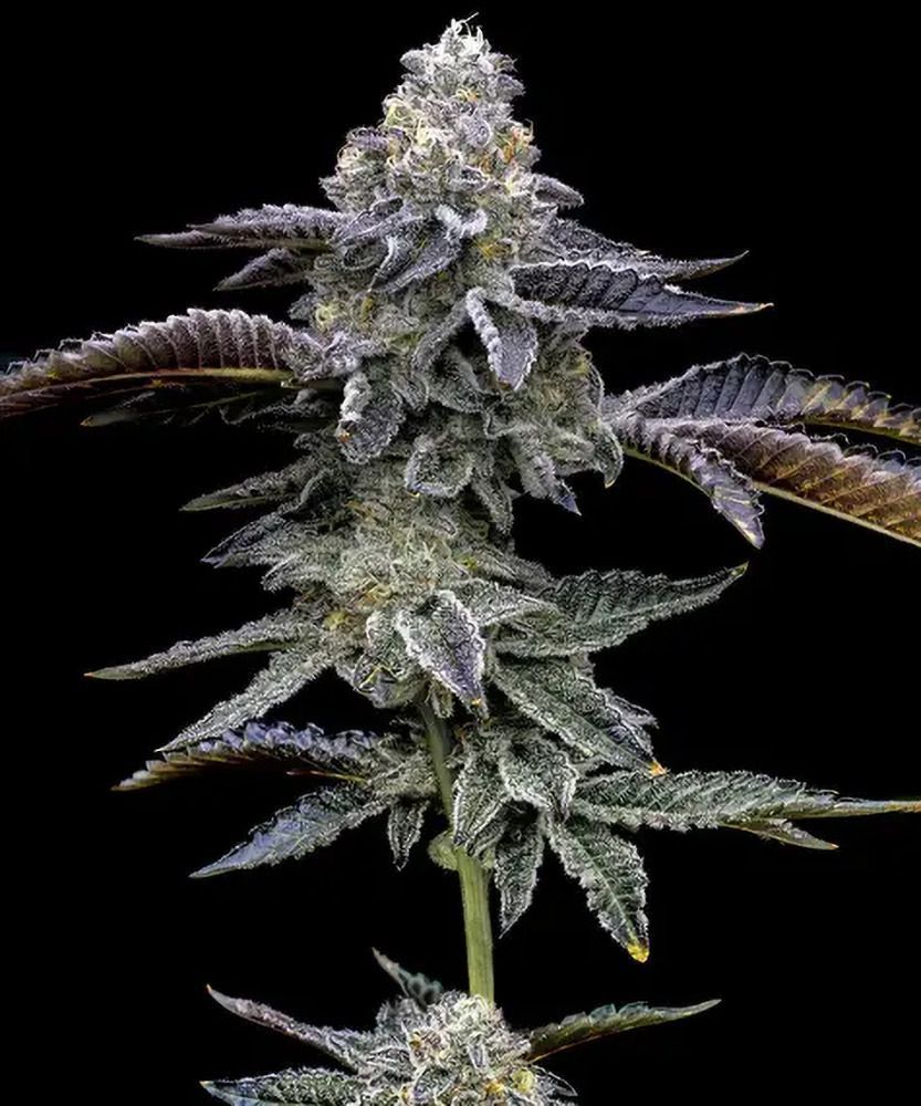 Blue Dream feminisierte Cannabissamen