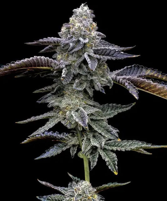 Blue Dream feminisierte Cannabissamen