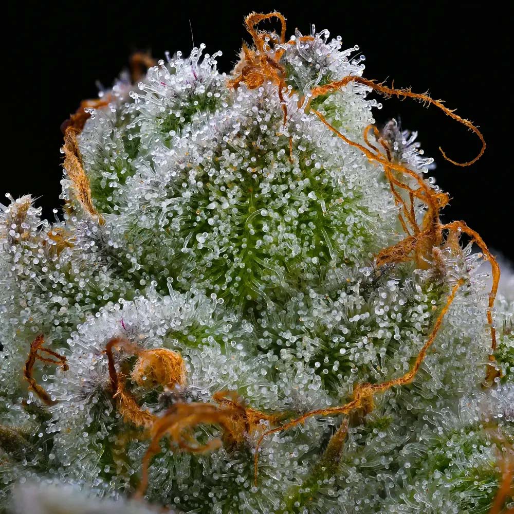 Barneys Farm Blue Dream Cannabis Blüte