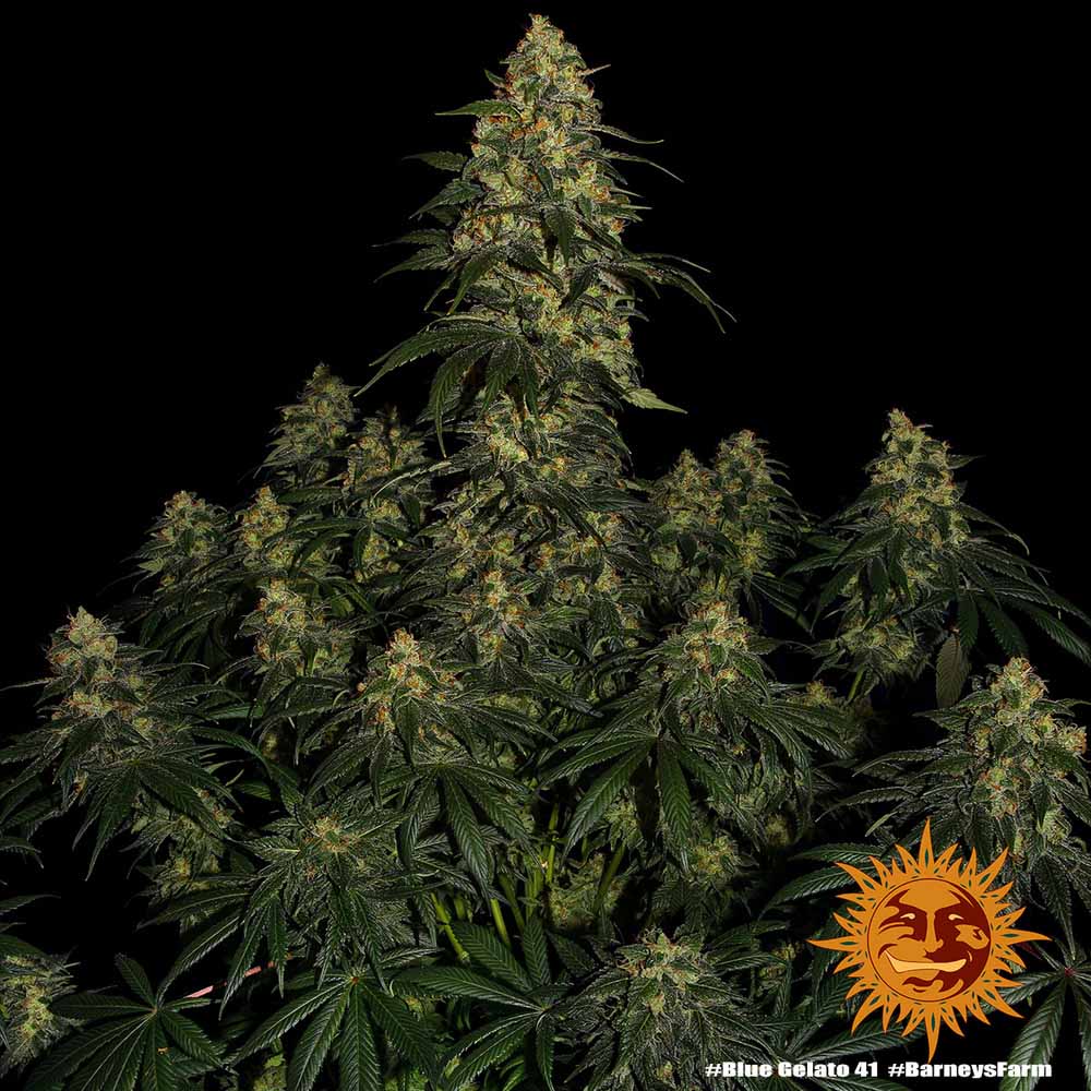 Barneys Farm Blue Gelato 41 Hanfsamen Blüte 