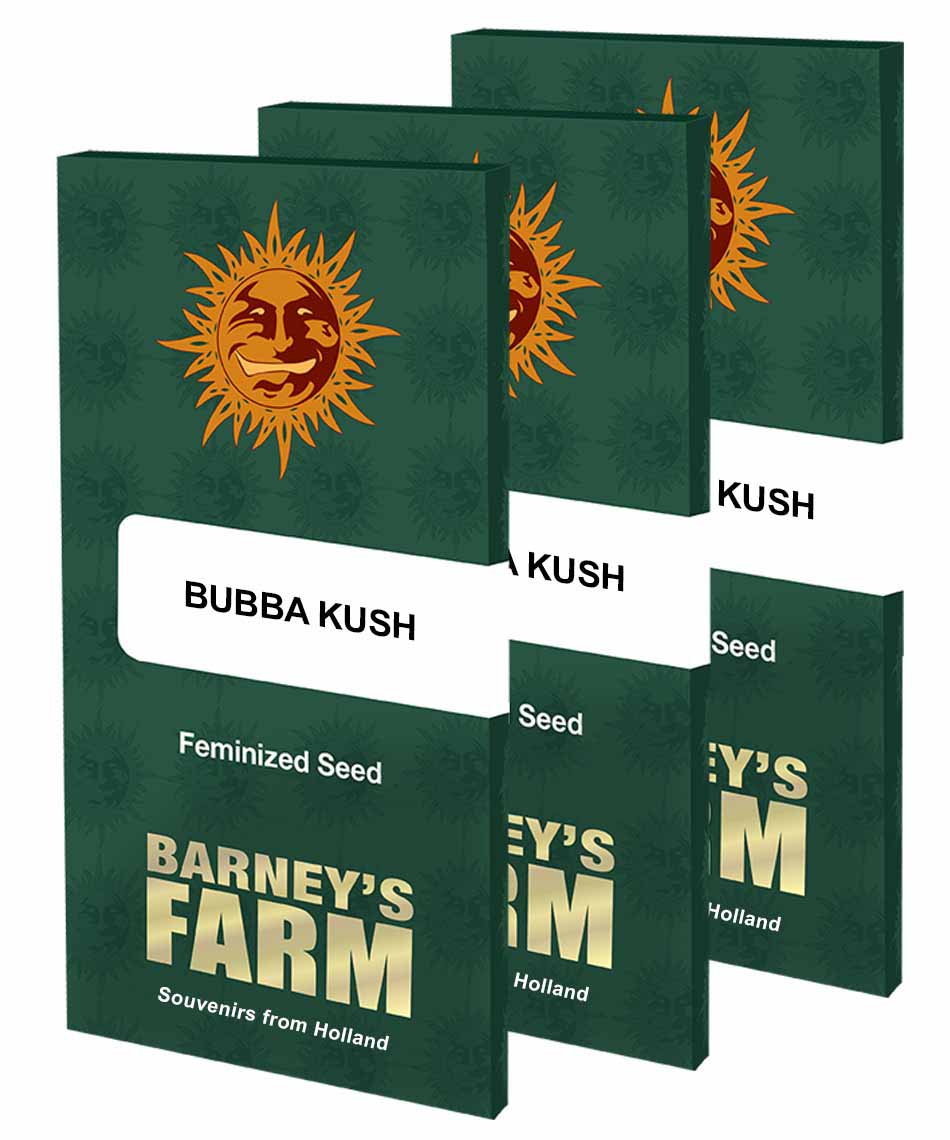 Barneys Farm Bubba Kush Hanfsamen Blüte 