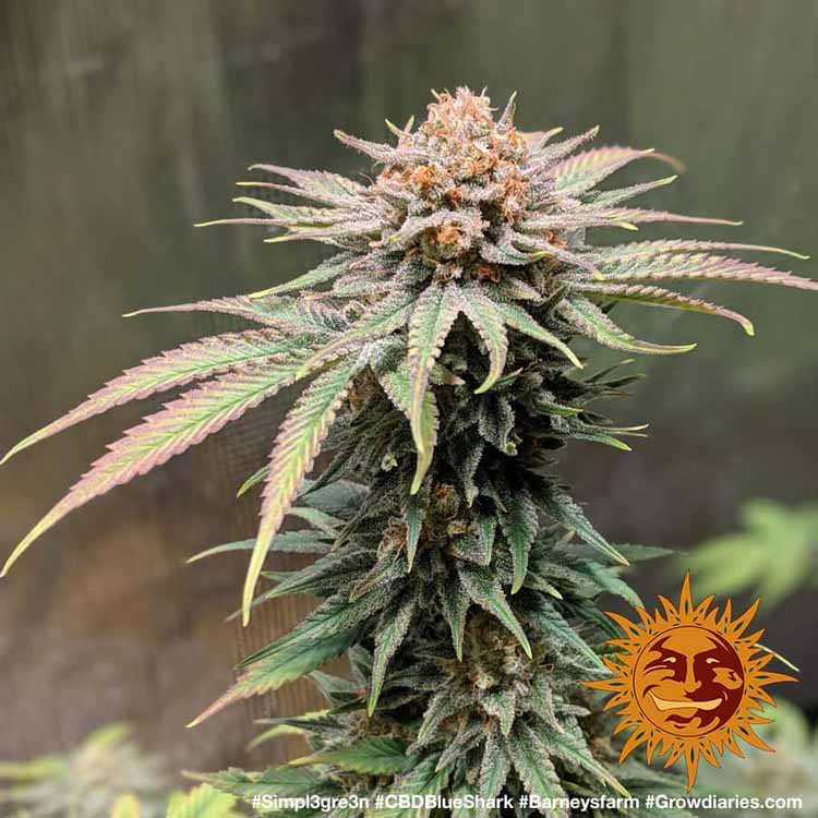 CBD Blue Shark feminisierte Cannabissamen