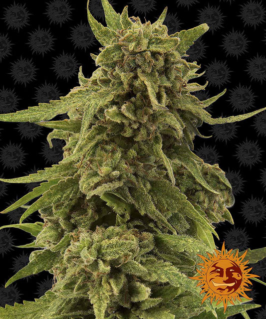 CBD Critical Cure feminisierte Cannabissamen