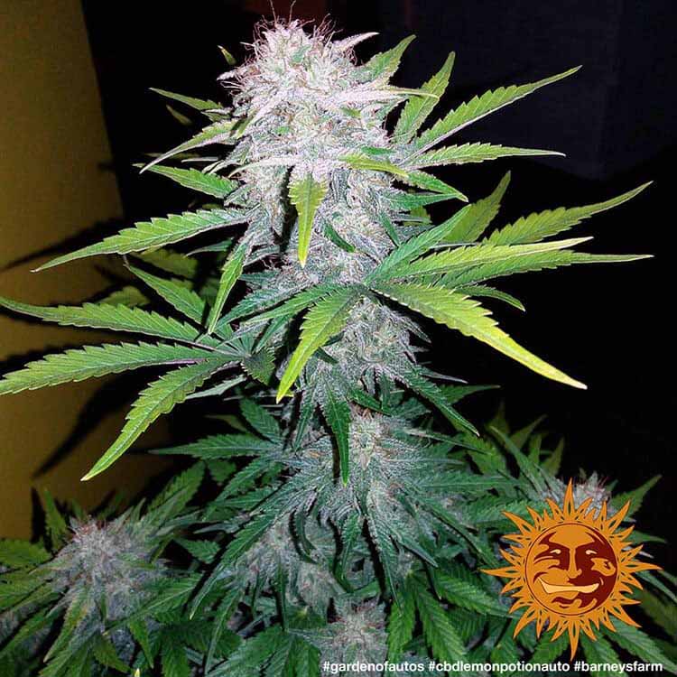 Barneys Farm Lemon Potion CBD Automatic Hanfsamen Blüte