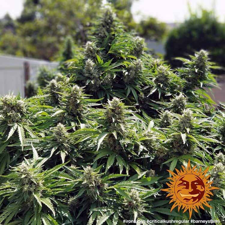 Barneys Farm Critical Kush Regulär Hanfsamen Blüte