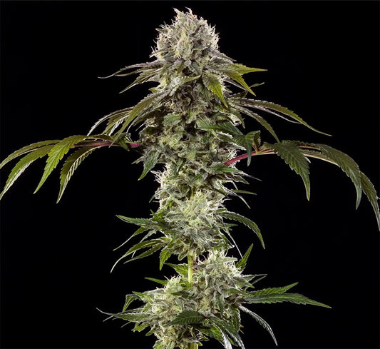 Barneys Farm Durban Poison F1 Hanfsamen Blüte