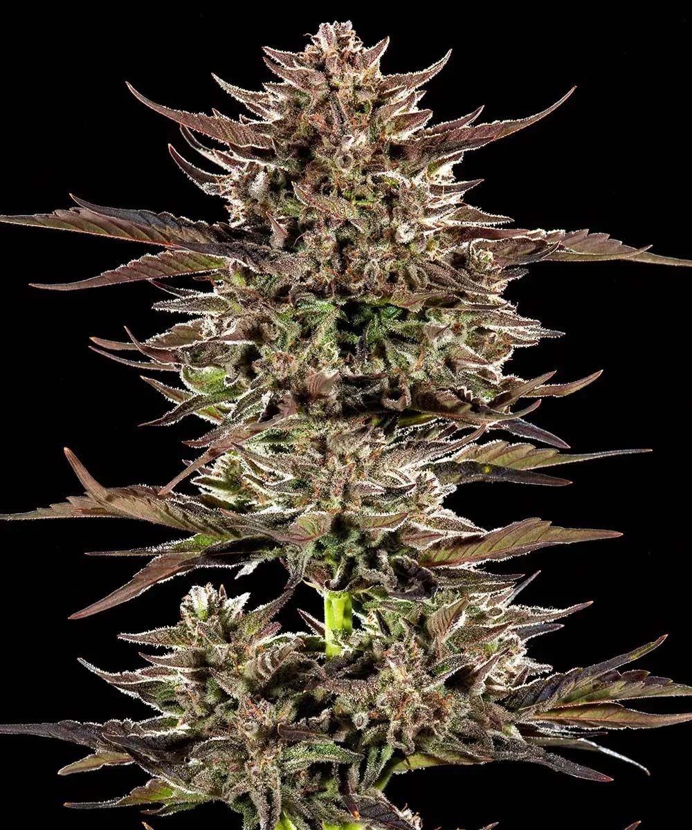 Barneys Farm Frosted Zinn x 3 Bears OG Auto Automatic Hanfsamen