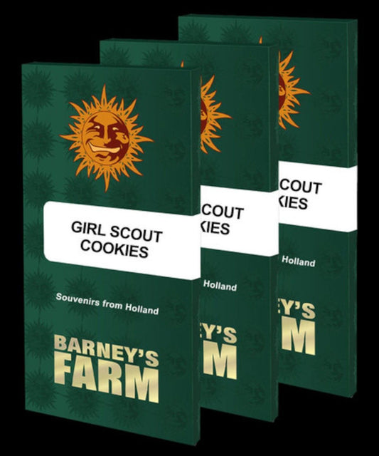 Barneys Farm Girl Scout Cookies Feminisierte Hanfsamen