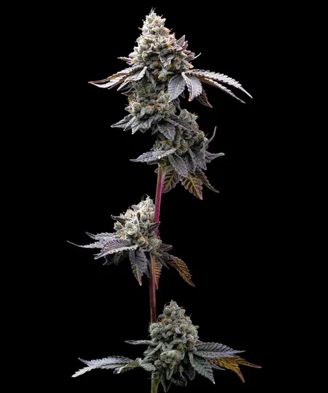Barney's Farm GMO Cookies Cannabis Hanfblüte