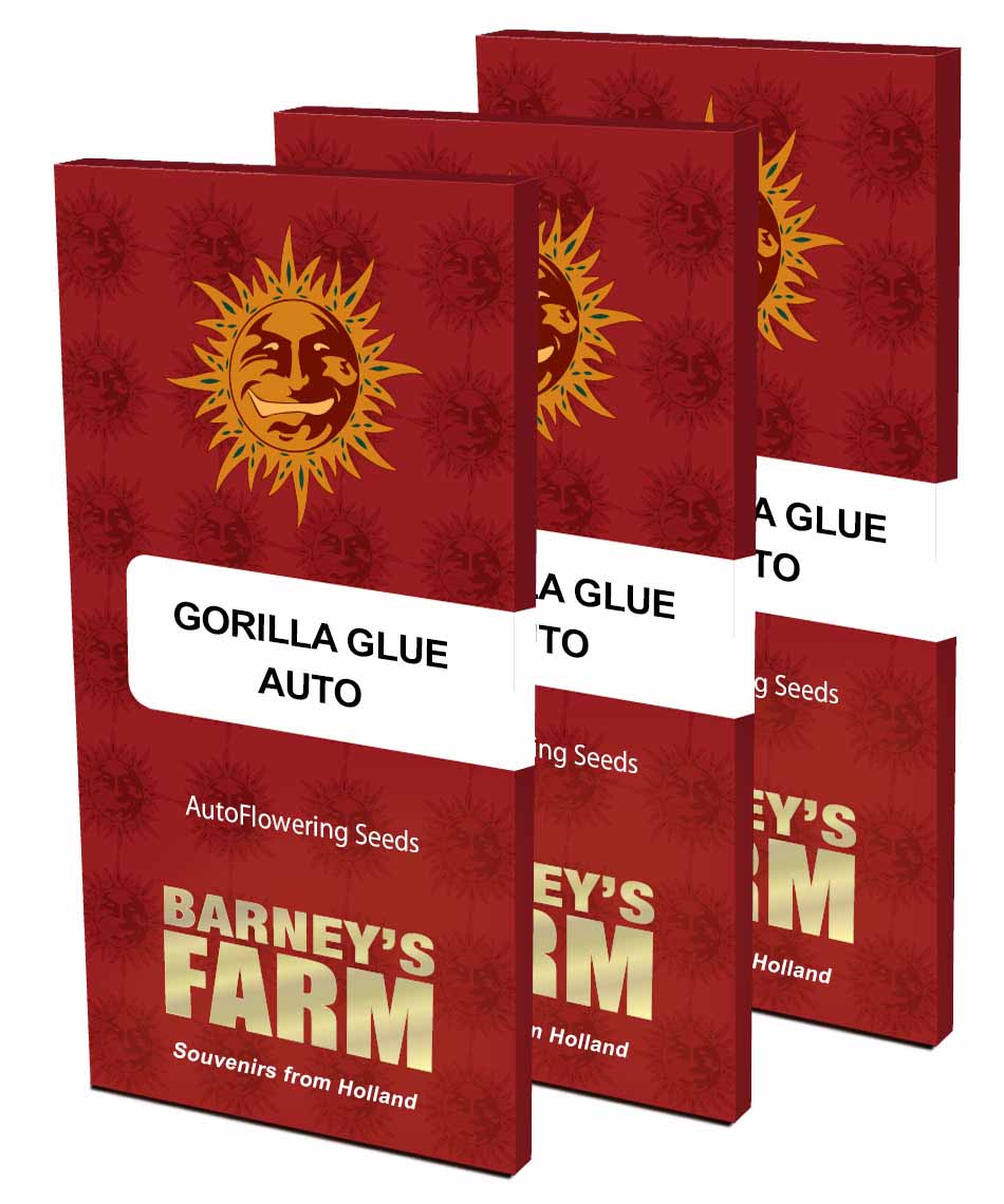Barneys Farm Gorilla Glue Automatic Hanfsamen Blüte