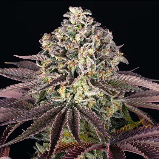 Barneys Farm Grand Daddy Purple Hanfsamen Blüte