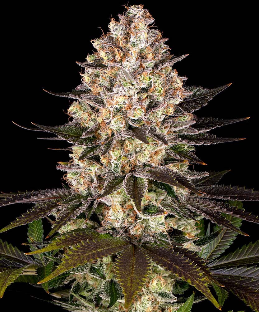 Hindu Kush feminisierte Cannabissamen