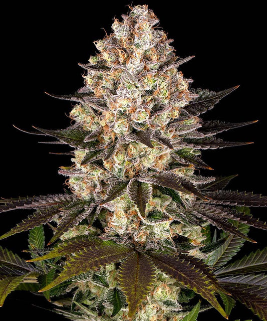 Hindu Kush feminisierte Cannabissamen