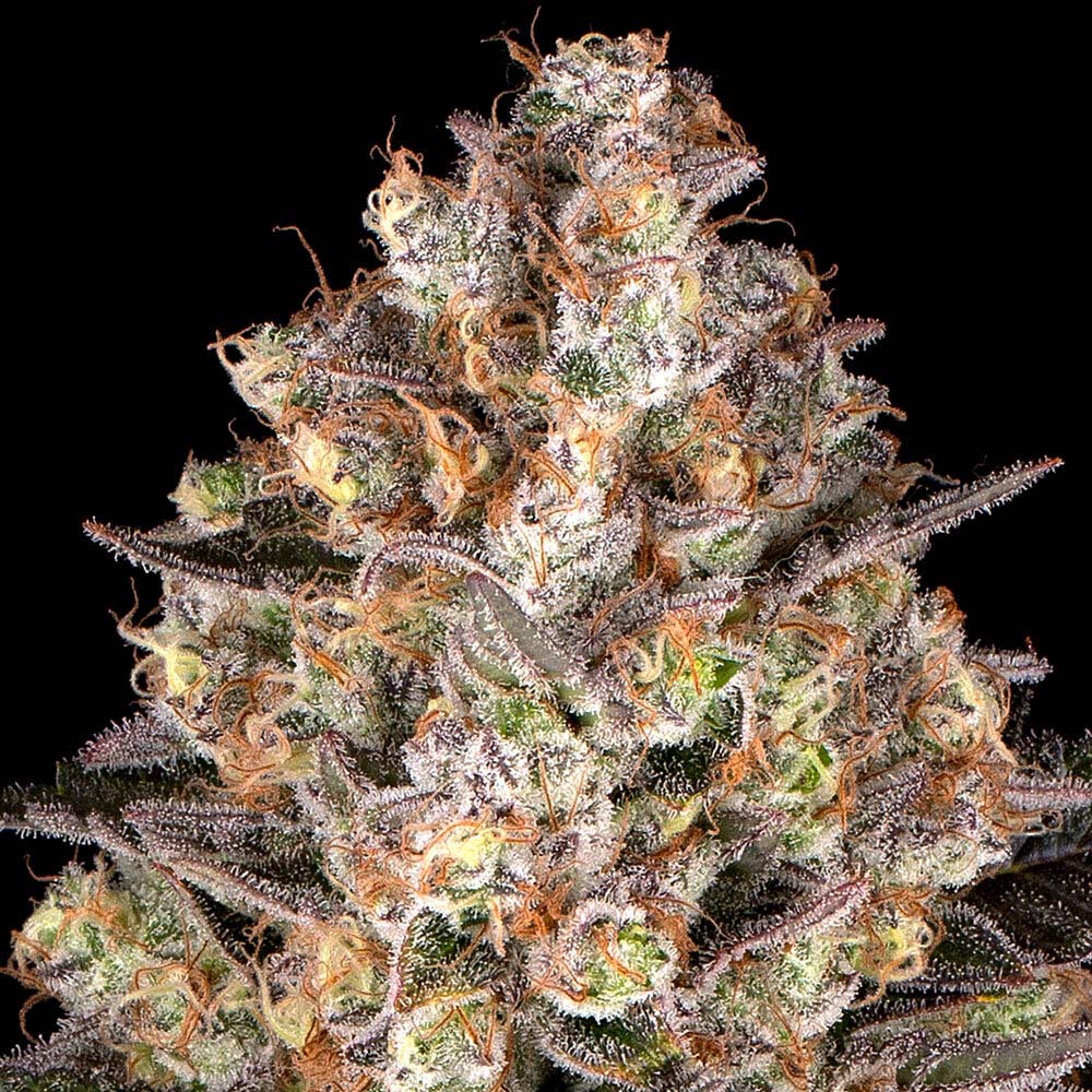 Barneys Farm Hindu Kush Feminisierte Hanfsamen