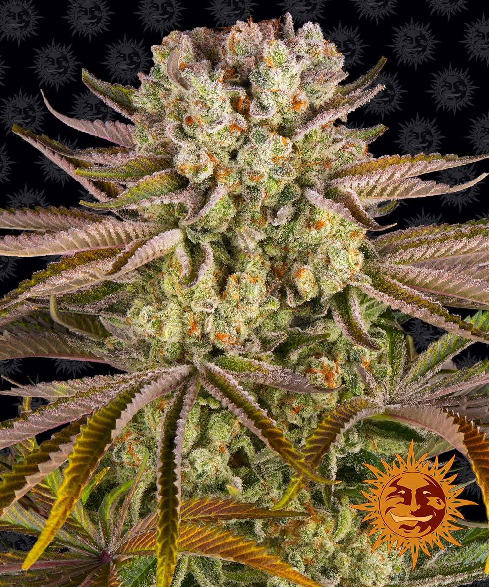 Pineapple Express feminisierte Cannabissamen