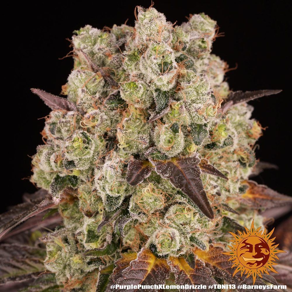 Barneys Farm - Purple Punch x Lemon Drizzle Hanfsamen Blüte