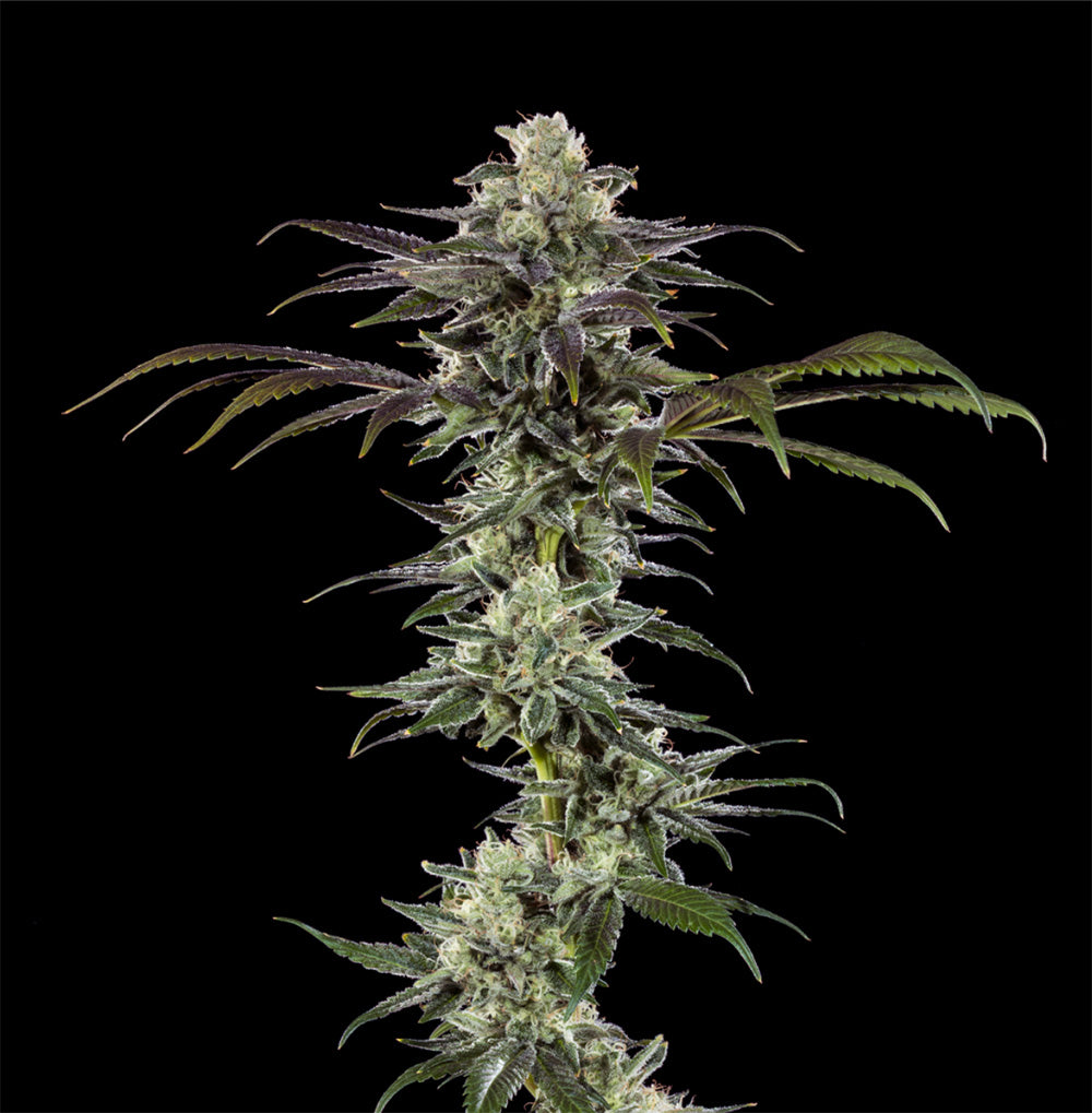 Barneys Farm RS11 F1 Hanfsamen Blüte